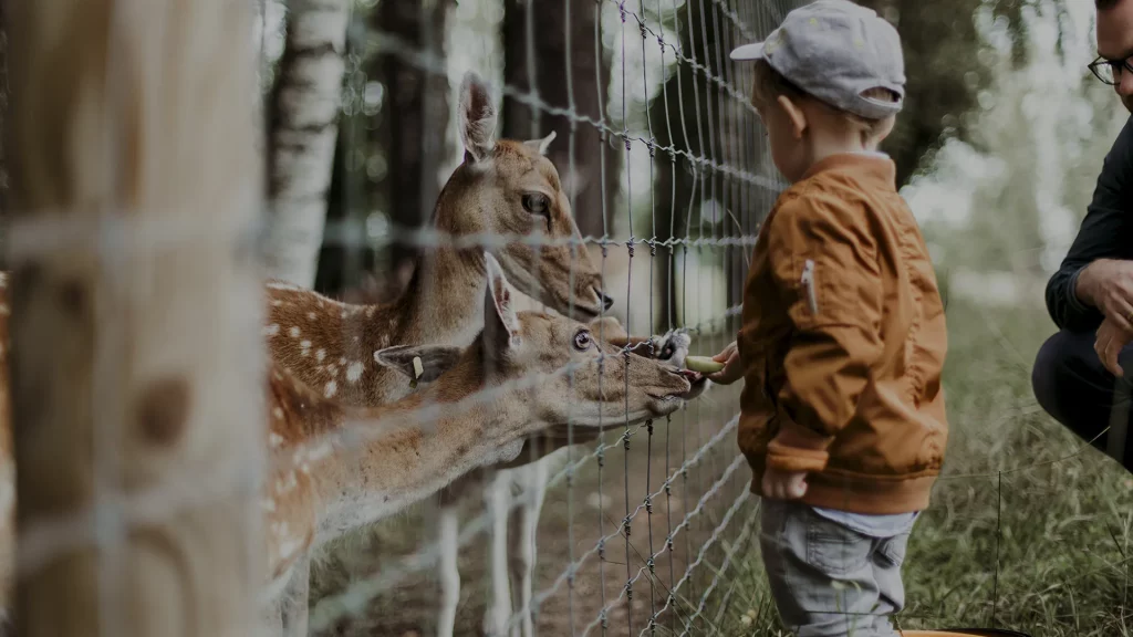 Feeding animal in zoo