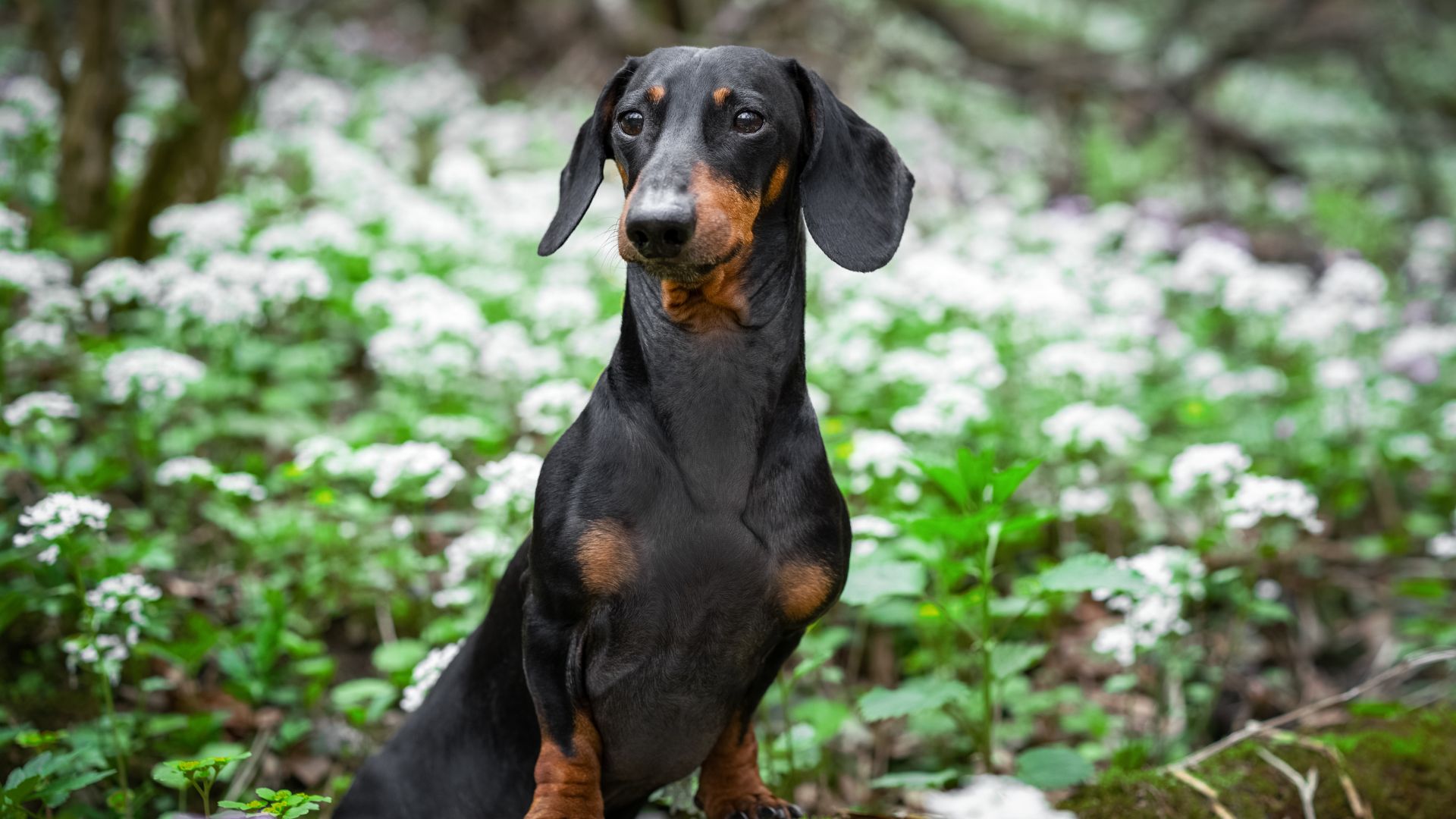 Cute dog breed dachshund, black and tan, in green forest against white spring flowers