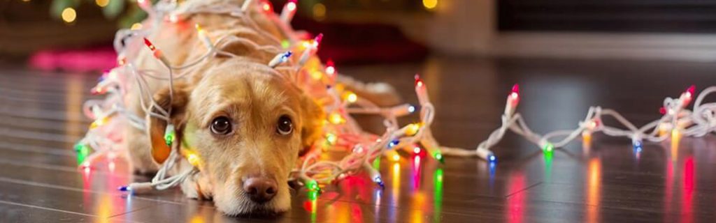 dog with christmas lights