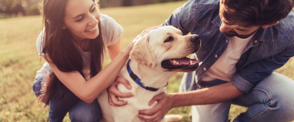 Who gets the dog? 56 per cent rise in dog divorces