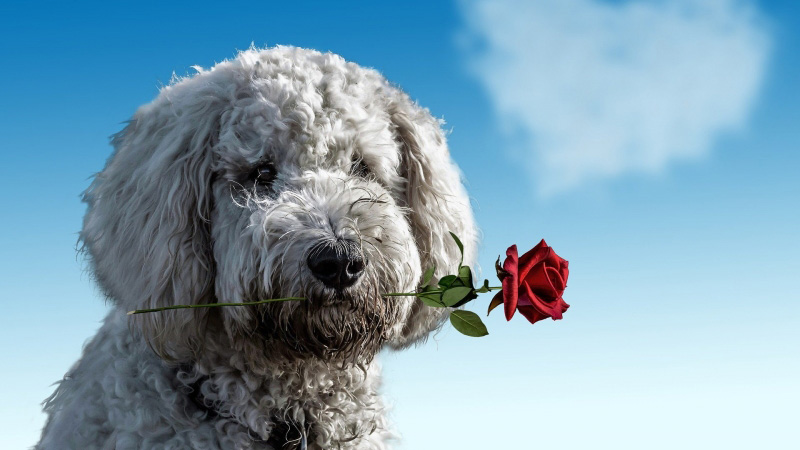 dog with rose