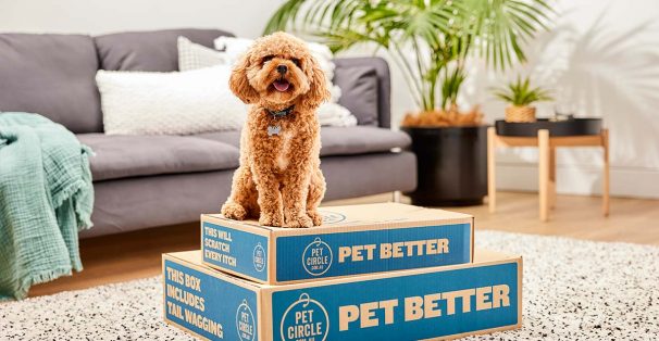 Poodle on top of Pet Circle box