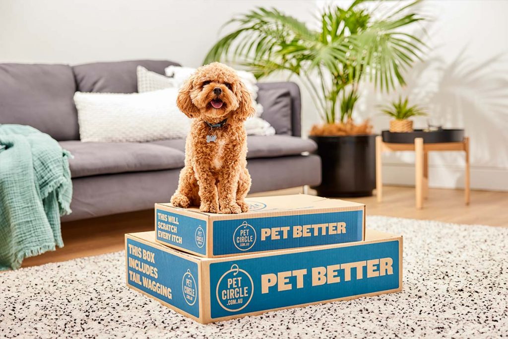 Poodle on top of Pet Circle box